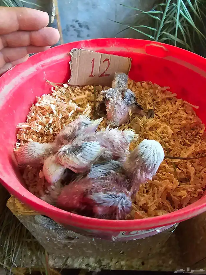 فروخ غر روز وأورنج 1