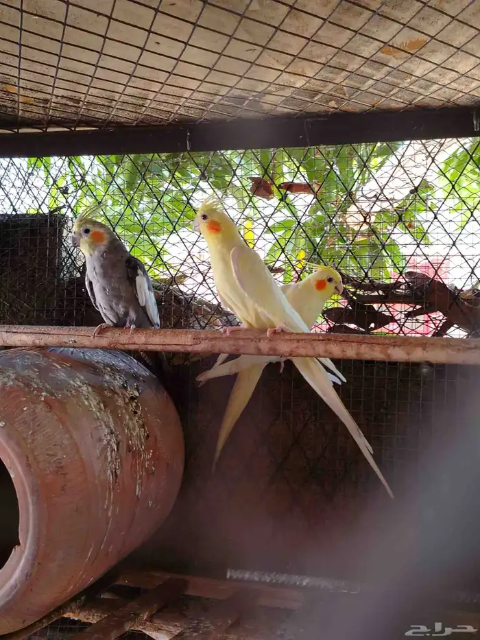 ذكر كروان واولد اولده في وحده انثا وفني غير معروف لانثا حقته 3