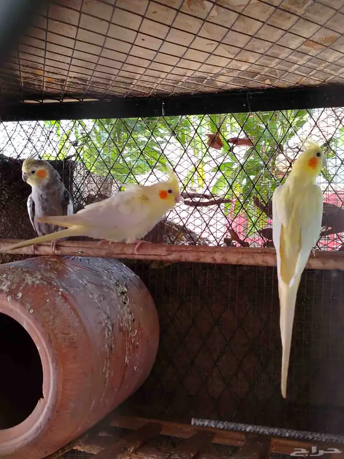 ذكر كروان واولد اولده في وحده انثا وفني غير معروف لانثا حقته 1