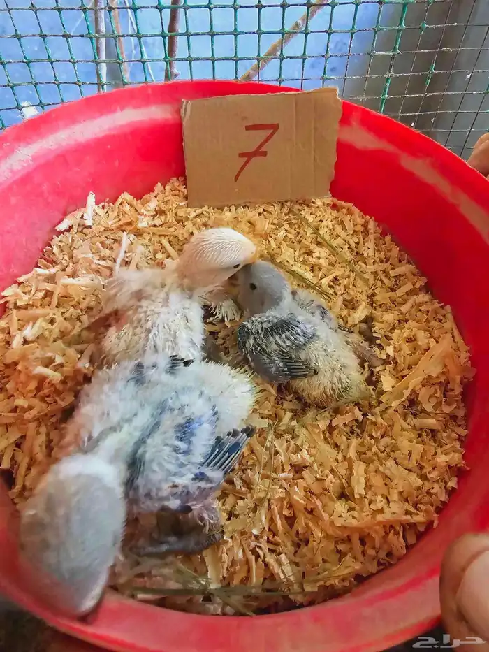 فروخ غر روز وأورنج 6