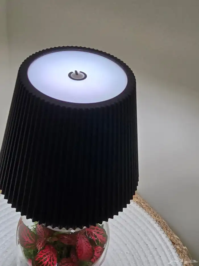 أبجورة تيراريوم نباتات طبيعية 8