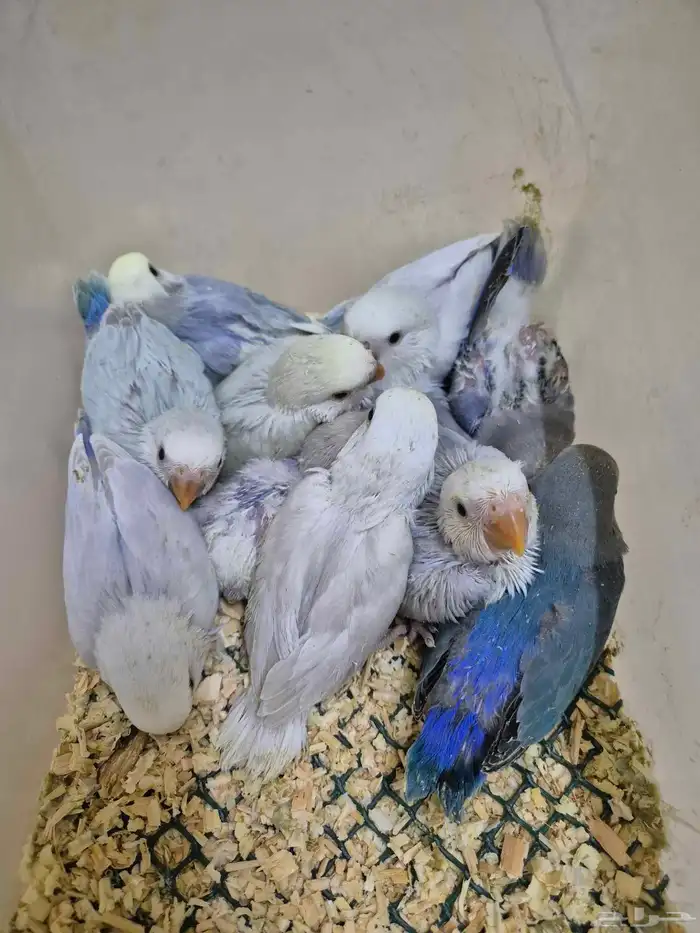 فروخ روز البينو والوان مختلفة ( غر ) 4