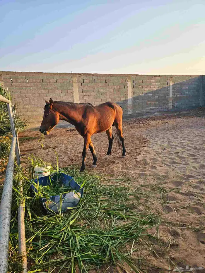 استراحة ومخيم للبيع المزاحميه (تبراك) 35