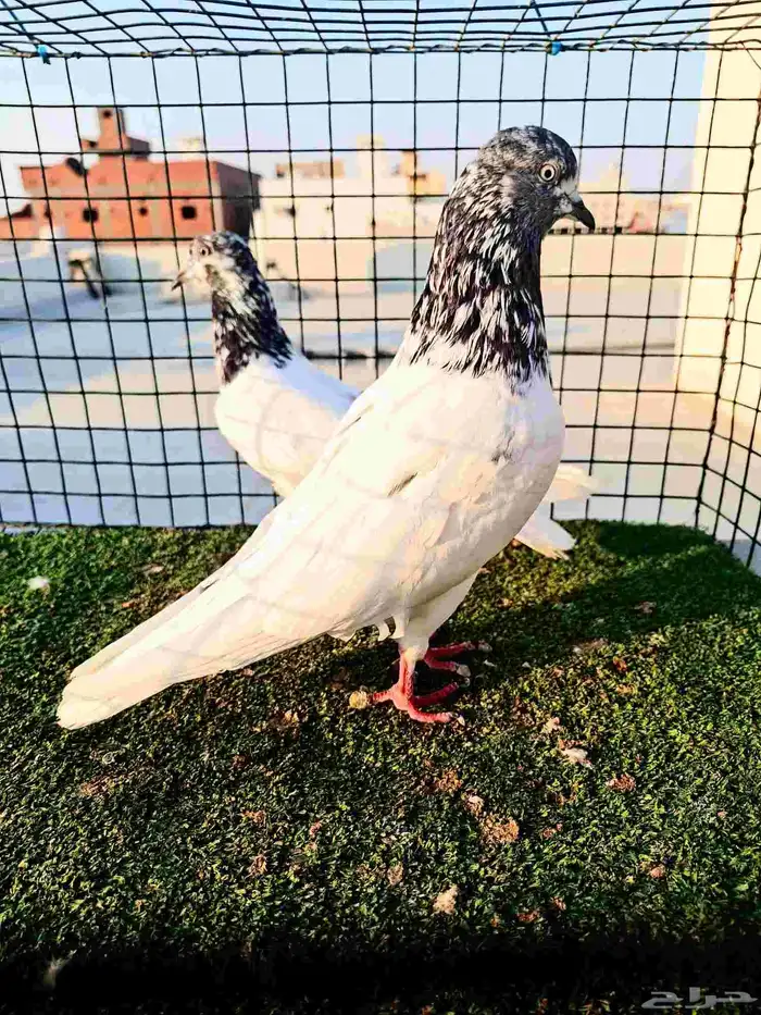 باكستاتي تيدي 3