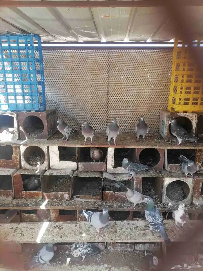 حمام زاحل مستوا كفو للابيع 0