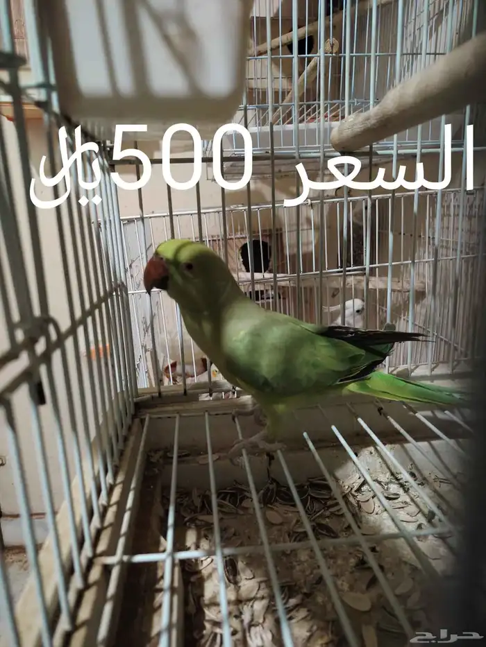 للبيع أزواج كرونات منتجه 1