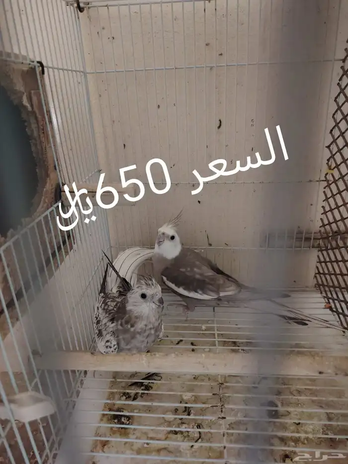 للبيع أزواج كرونات منتجه 2