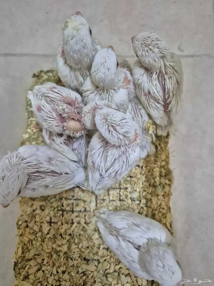 فروخ روز البينو والوان مختلفة ( غر ) 1