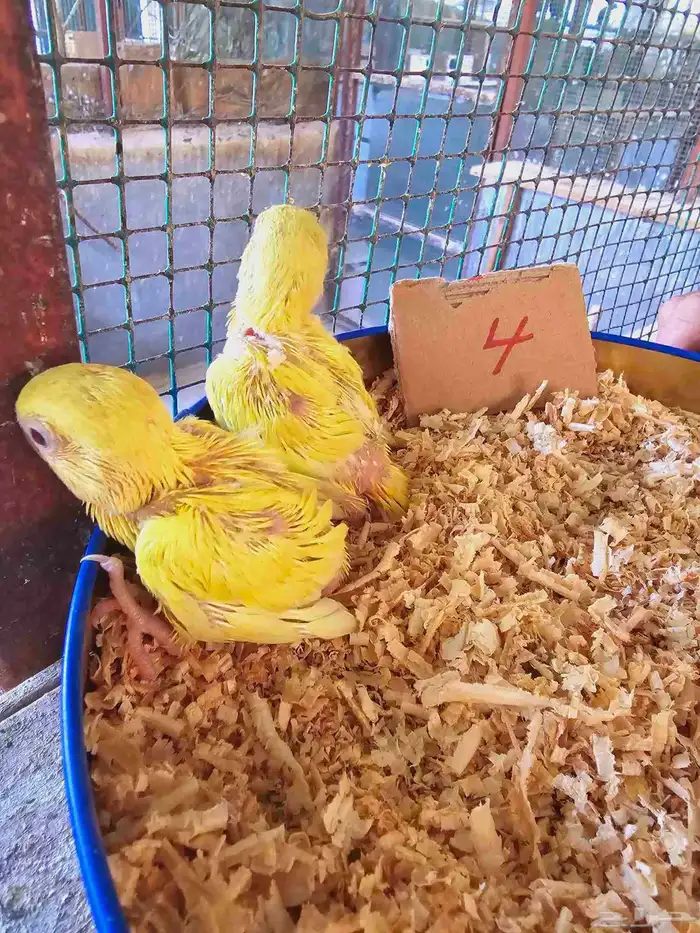 فروخ غر روز وأورنج 9