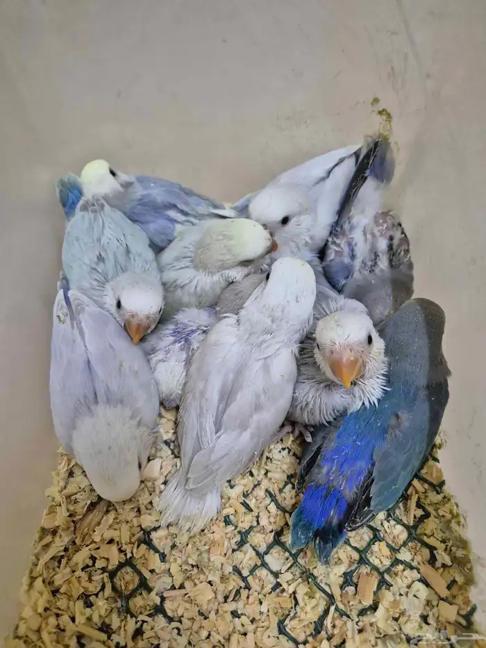 فروخ روز البينو والوان مختلفة ( غر ) 5