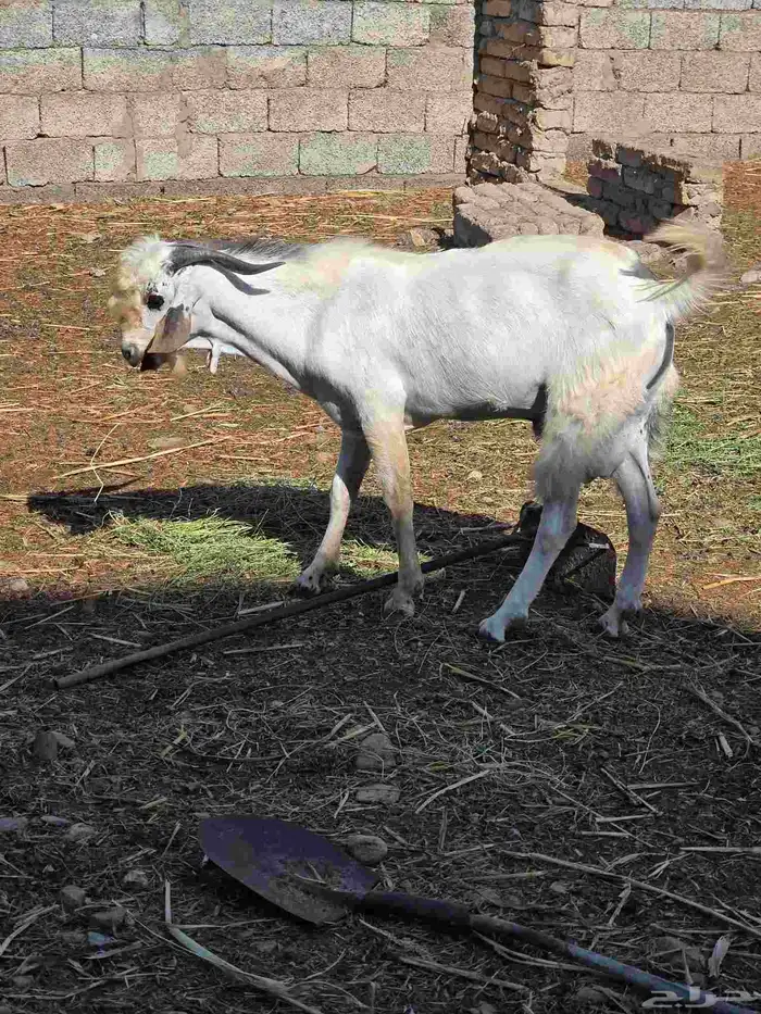 فحل تيس بيشي 0