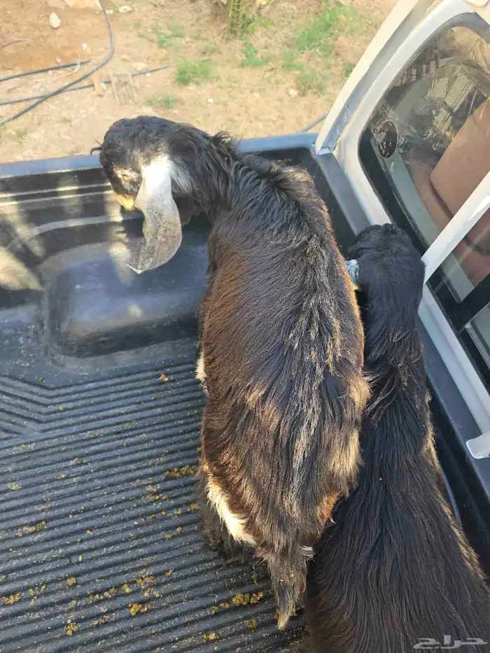 للبيع تيوس عوارض طيبه ومغلقه شحم 2