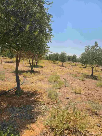 شجر زيتون نيبالي محسن احجام كبيره index