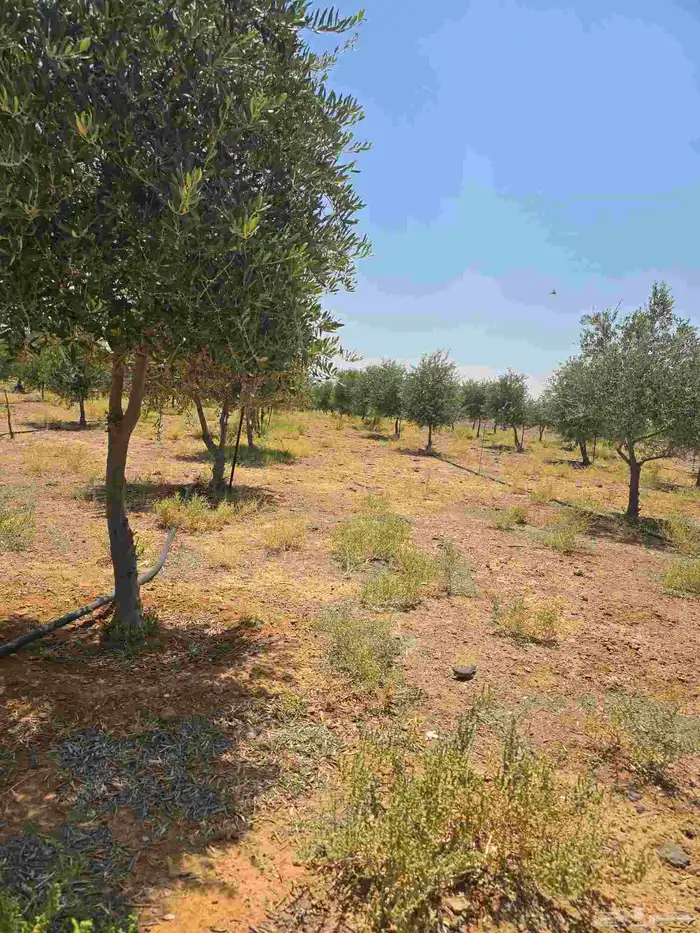 شجر زيتون نيبالي محسن احجام كبيره 0