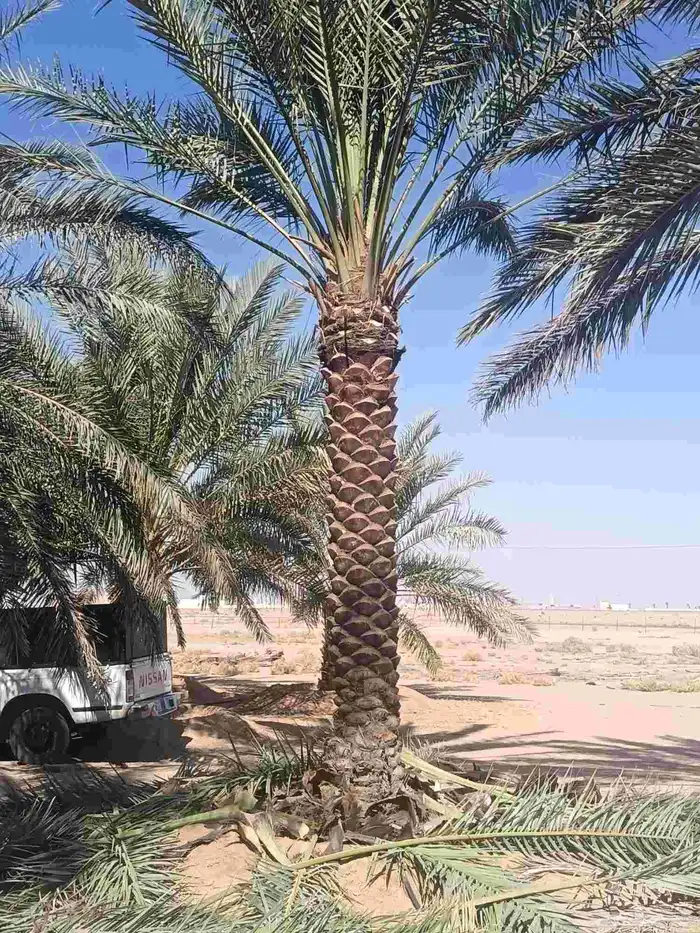 نخل للبيع مثمر جده مكه الطايف 4