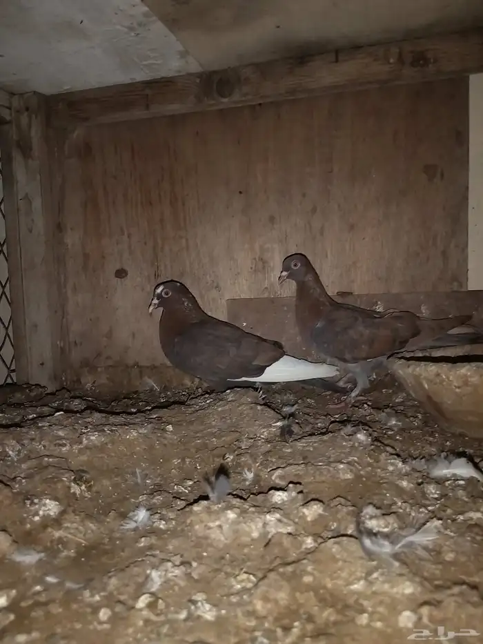 حمام مشكل باكستاني وزينه 4