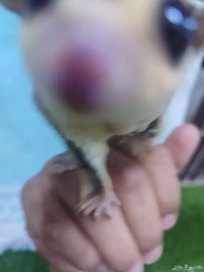 ذكر سنجاب شوقر قلايدر أليف 2