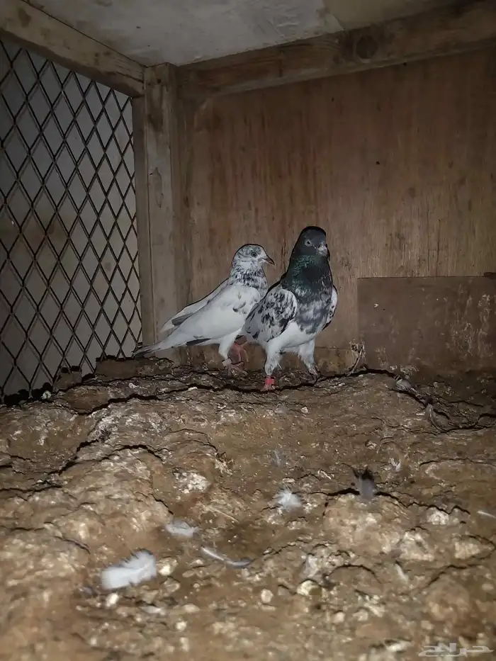 حمام مشكل باكستاني وزينه 2