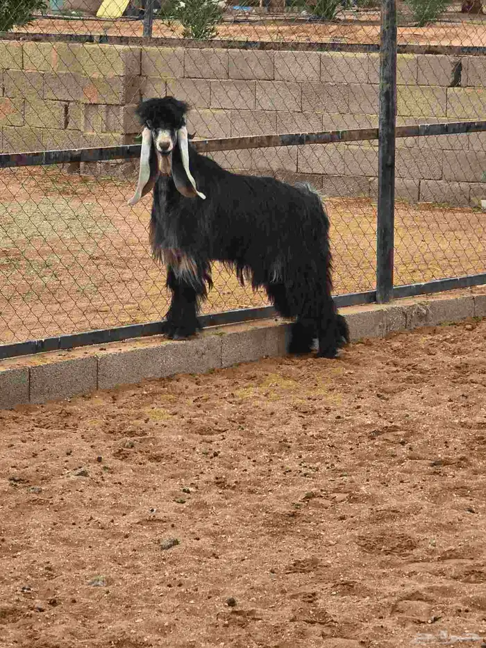 البيع عاااجل وسمح فحل عارضي 10 شهور معرف 2