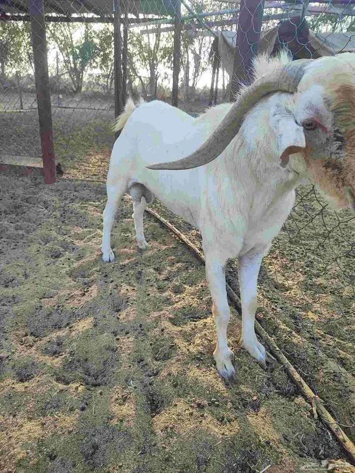 فحل بلدي مشروط السن جامع 3