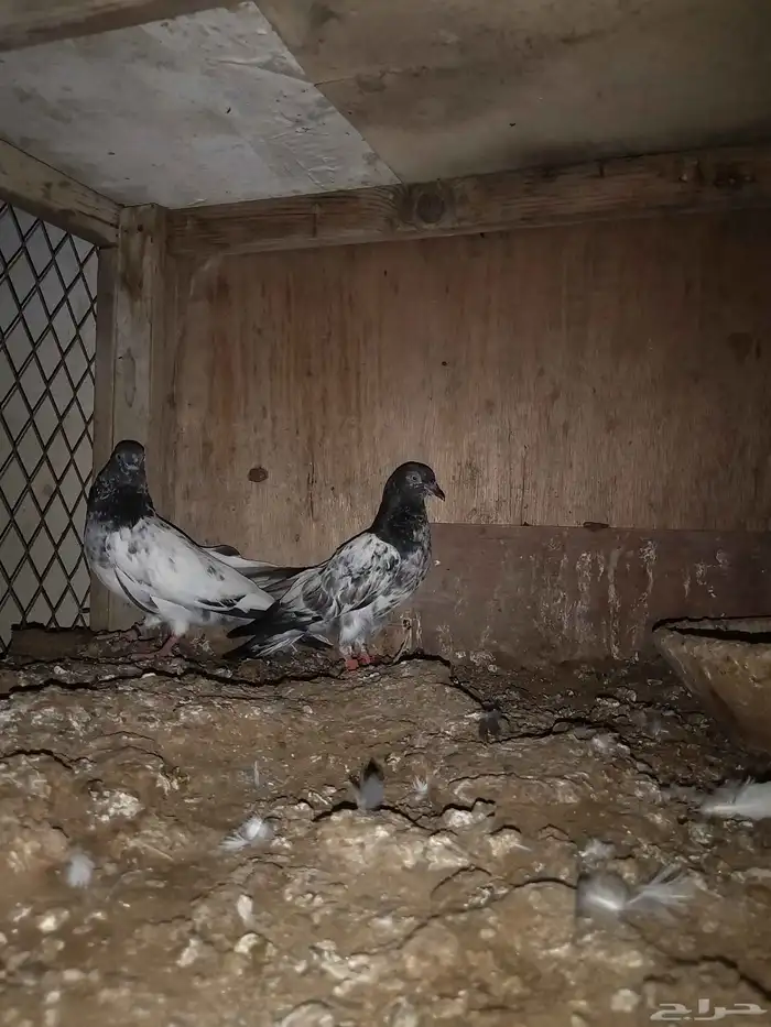 حمام مشكل باكستاني وزينه 1