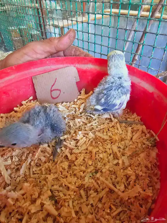 فروخ غر روز وأورنج 7