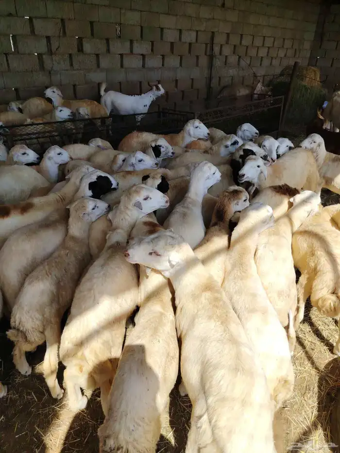 ذبايح للبيع الموقع جهت ابو القعايد 0