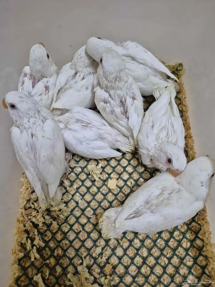 فروخ روز البينو والوان مختلفة ( غر ) 0