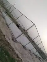 لتوريد النخل العربي والواشنطني والسياجات بجميع انواعها 0