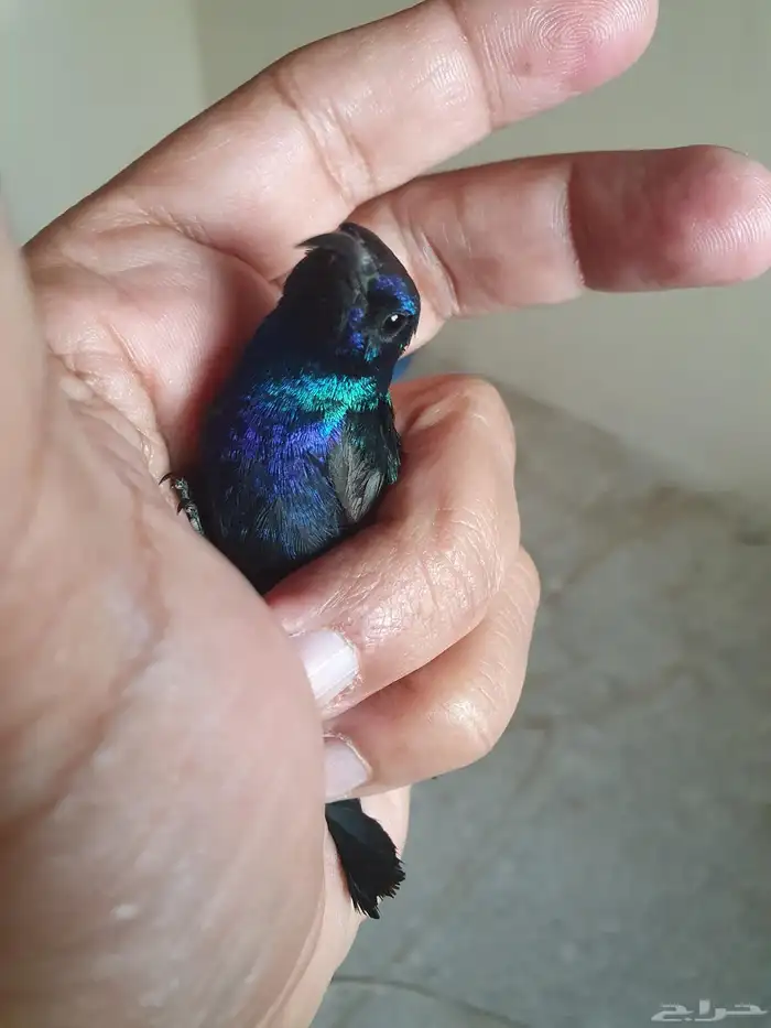 مجموعه طيور الشمس التميره 5