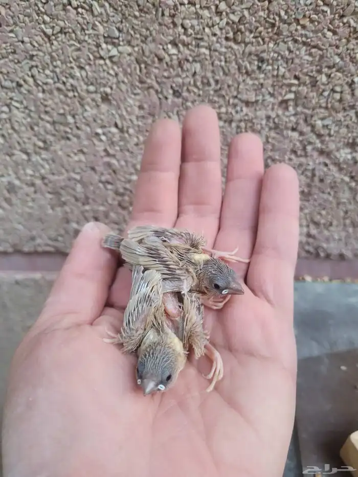 فروخ ستار فنش للغر 2