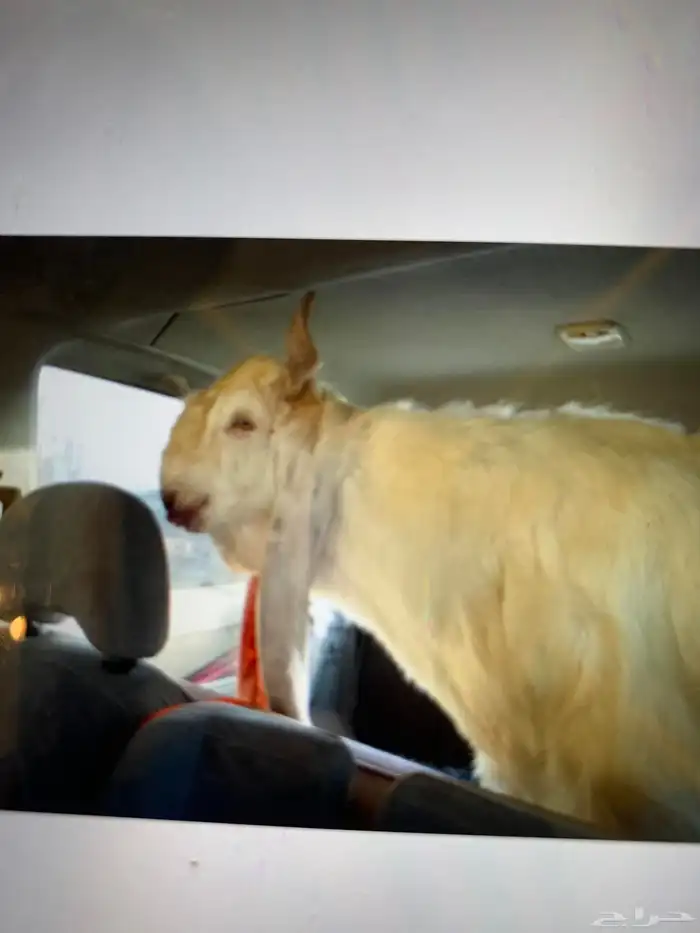 تيس طيب السن جذع يقرع مهجن 0