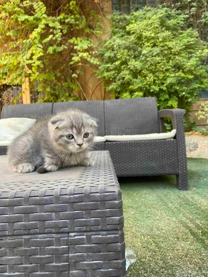 سكوتش فولد مطعمين مستويات عالية للبيع لايوجد تبني 42