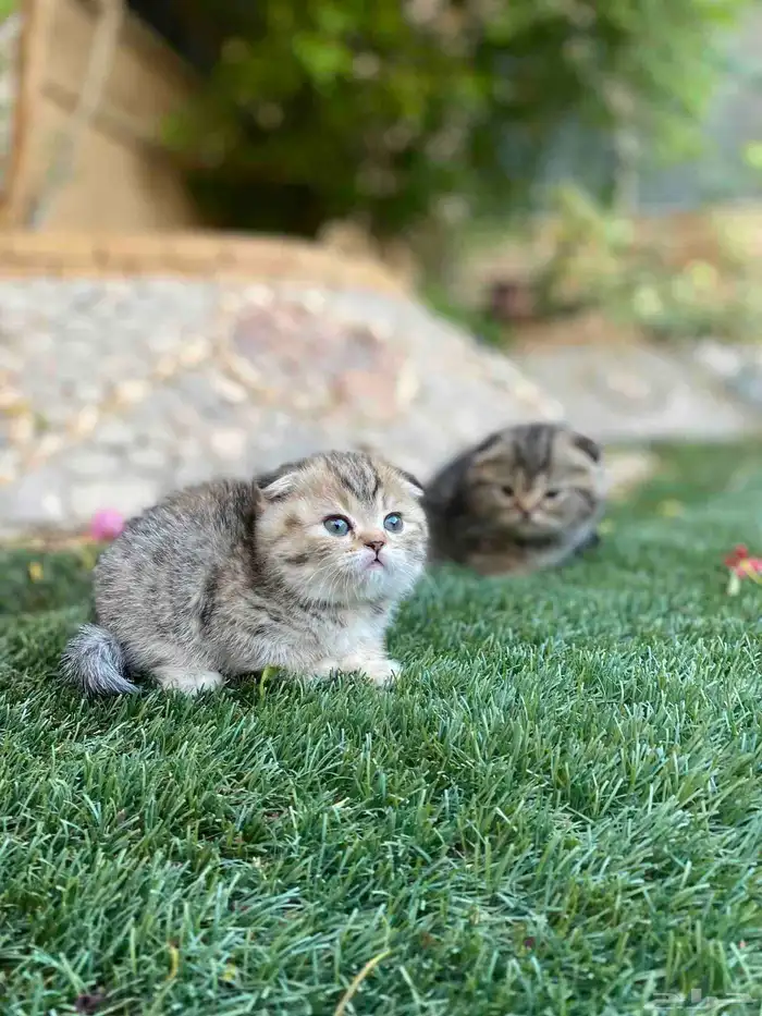 سكوتش فولد مطعمين مستويات عالية للبيع لايوجد تبني 26