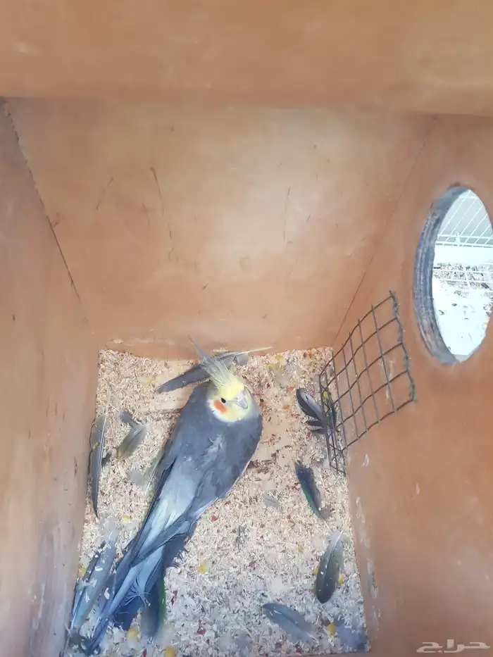 ببغاء الكروان للبيع 1