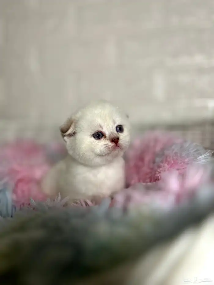 كيتن سكوتش فولد للبيع 1