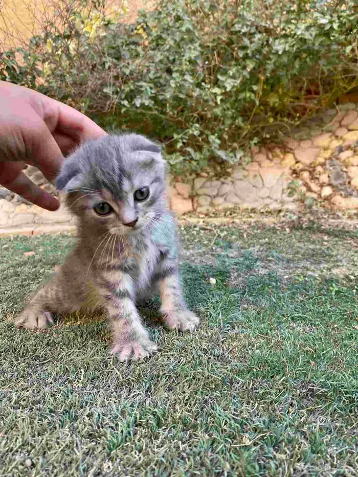 سكوتش فولد مطعمين مستويات عالية للبيع لايوجد تبني 32