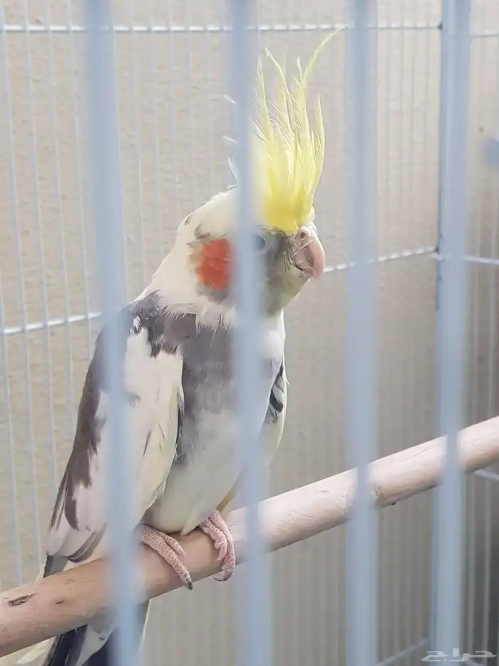 ببغاء الكروان للبيع 3
