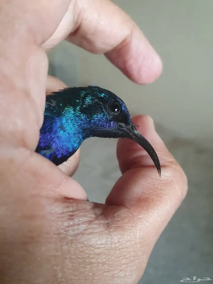 مجموعه طيور الشمس التميره 6