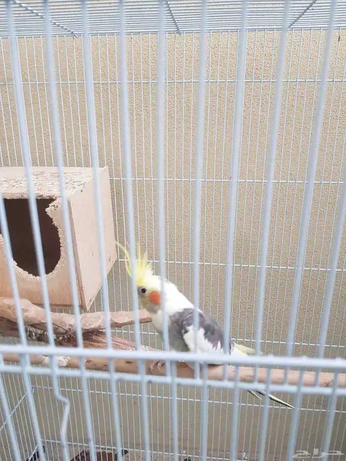 ببغاء الكروان للبيع 2