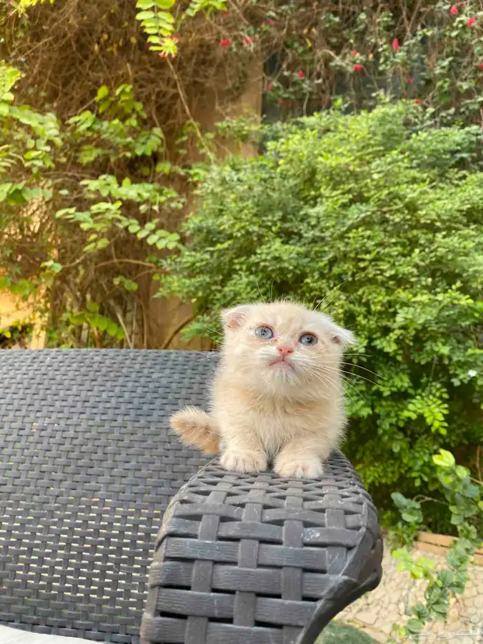 سكوتش فولد مطعمين مستويات عالية للبيع لايوجد تبني 2