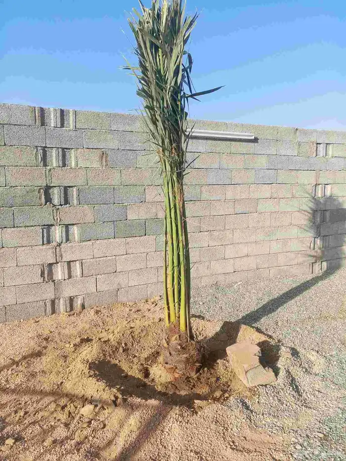 نخل للبيع برحي وسكري خلاص روثانه عجوه نخل الطايف جده مكه 1