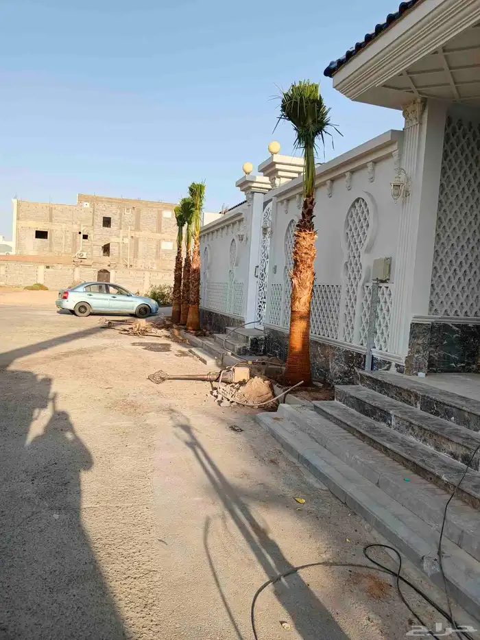 اشجار زيتون حسب مقاسات ازبون ونخيل وشنطن واشجار اخرا 2