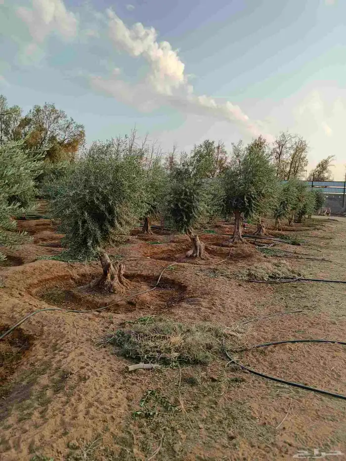 اشجار زيتون حسب مقاسات ازبون ونخيل وشنطن واشجار اخرا 3