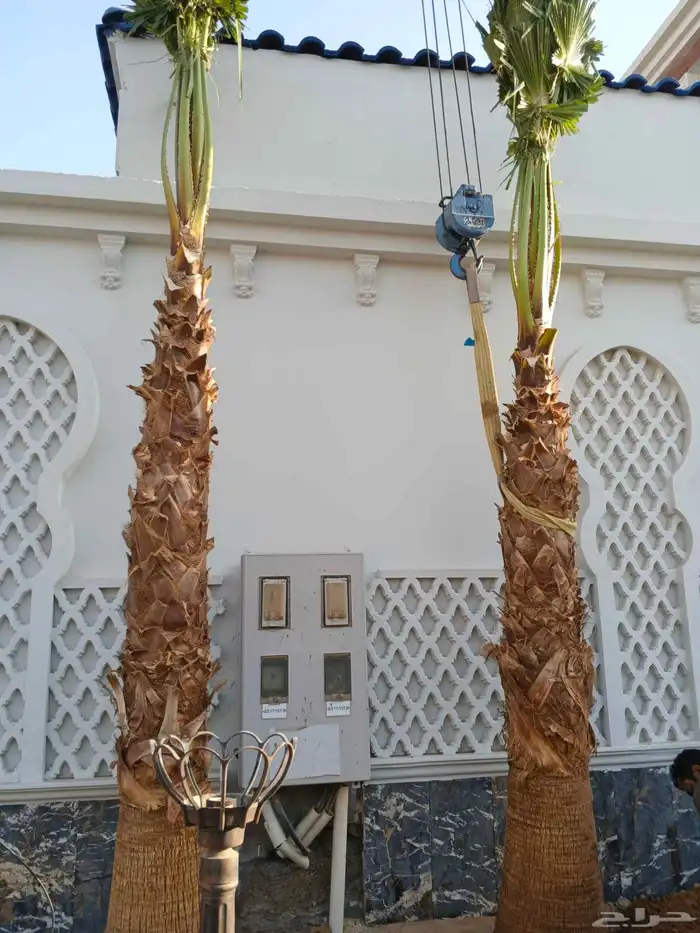 اشجار زيتون حسب مقاسات ازبون ونخيل وشنطن واشجار اخرا 1