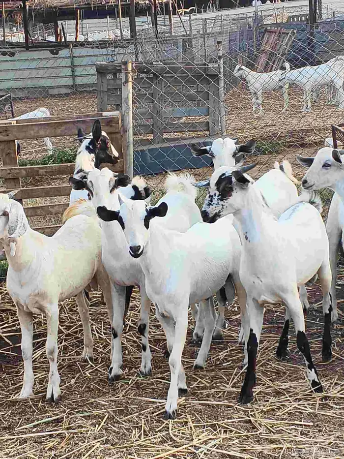 أعراض لكم تيوس بلدي بضاعة فاخر طيبة 6