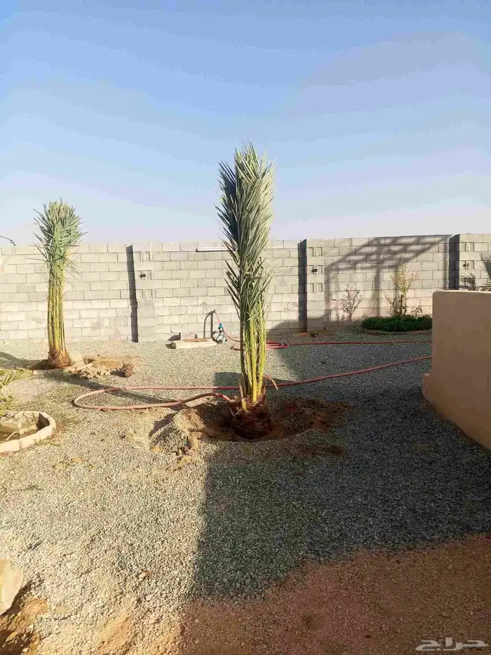 نخل للبيع برحي وسكري خلاص روثانه عجوه نخل الطايف جده مكه 4