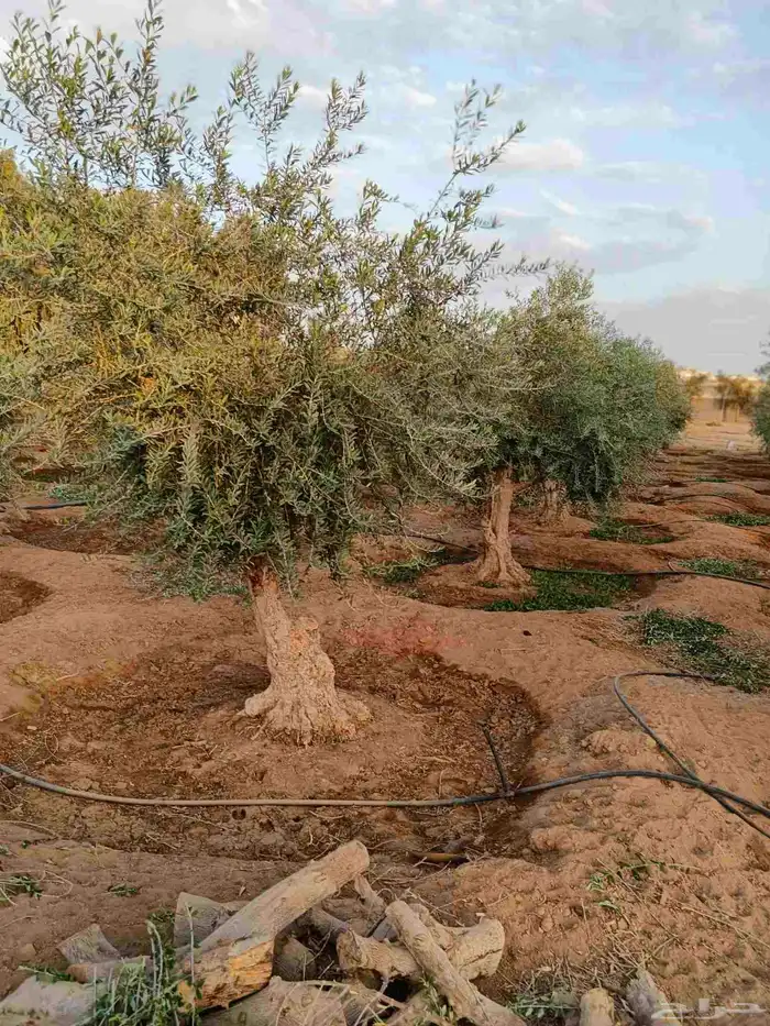 اشجار زيتون حسب مقاسات ازبون ونخيل وشنطن واشجار اخرا 5