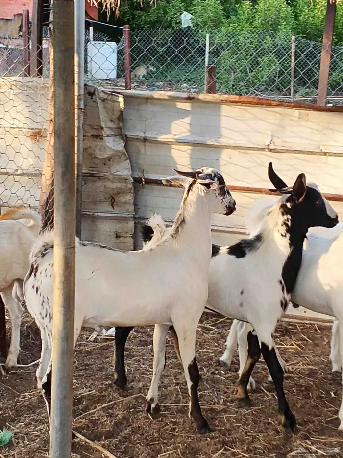 أعراض لكم تيوس بلدي بضاعة فاخر طيبة 8