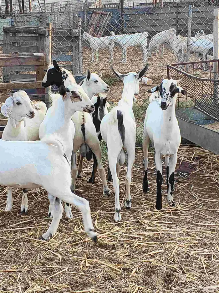 أعراض لكم تيوس بلدي بضاعة فاخر طيبة 7